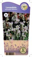 Lavandula ang. 'Edelweiss'