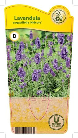 Lavandula ang. 'Hidcote'
