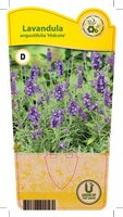 Lavandula ang. 'Hidcote'