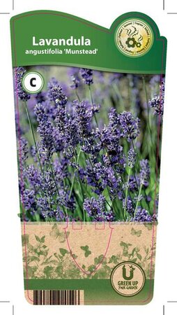Lavandula ang. 'Munstead'