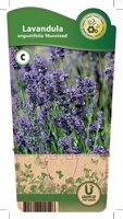 Lavandula ang. 'Munstead'