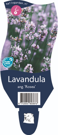 Lavandula ang. 'Rosea'