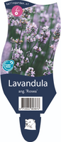 Lavandula ang. 'Rosea'