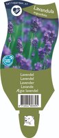 Lavandula angustifolia P11