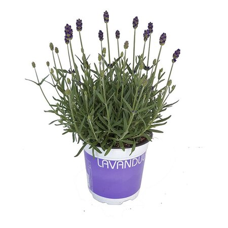Lavandula angustifolia pot 12 cm