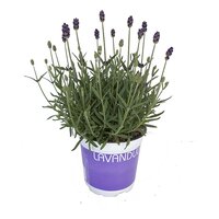Lavandula angustifolia pot 12 cm