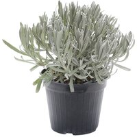 Lavandula Italië