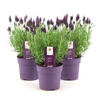 Lavandula stoechas Anouk pot 12cm Per stuk