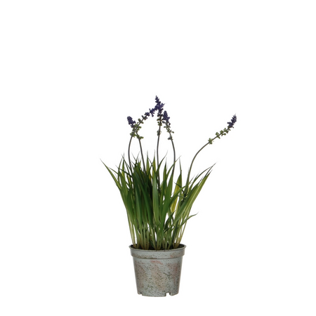Lavendel in pot d8.5h30cm paars