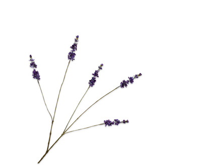 Lavendeltak l85cm paars