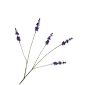 Lavendeltak l85cm paars