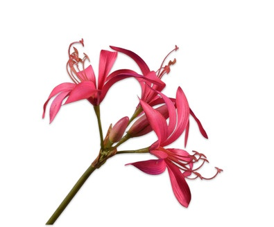 Leliesteel l86cm roze