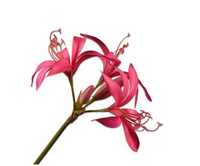 Leliesteel l86cm roze