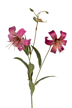Leliesteel x2 l77cm cerise