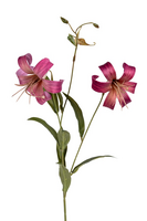 Leliesteel x2 l77cm cerise