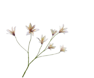 Lelietak l85cm lavendel/creme