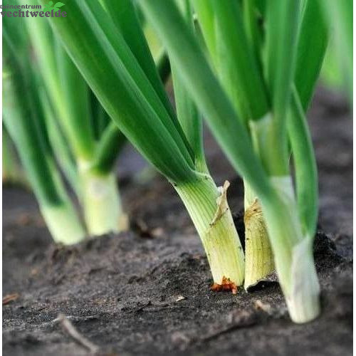 Lente Ui Tuincentrum Vechtweelde