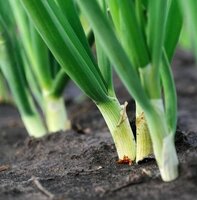 Lente ui - afbeelding 2