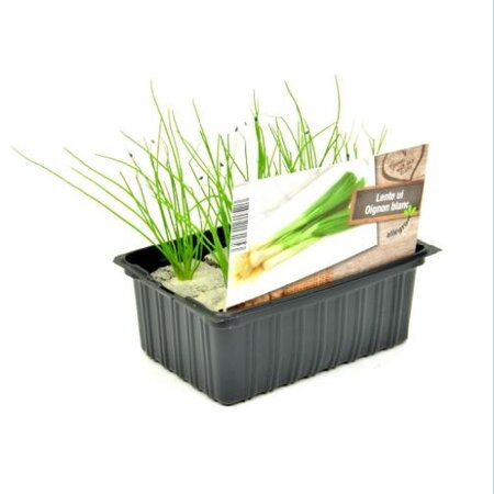 Lente ui - afbeelding 1