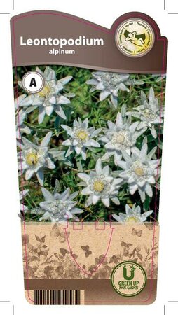 Leontopodium alpinum (Edelweiss)