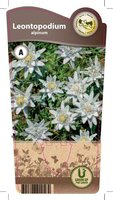 Leontopodium alpinum (Edelweiss)