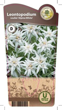 Leontopodium souliei 'Alpina White'