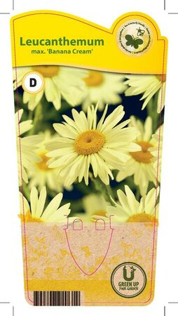 Leucanthemum max. 'Banana Cream'