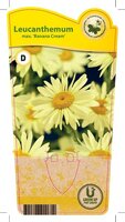 Leucanthemum max. 'Banana Cream'