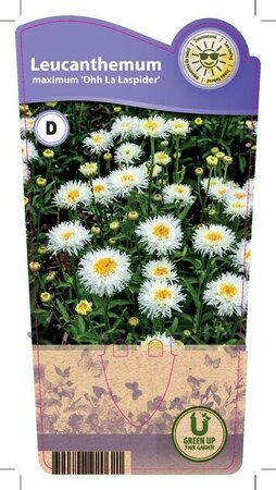 Leucanthemum max. 'Laspider'®