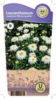 Leucanthemum max. 'Laspider'®