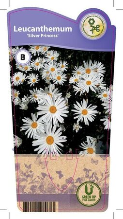 Leucanthemum max. 'Silver Princess'