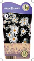 Leucanthemum max. 'Silver Princess'