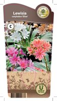 Lewisia cot. 'Elise'