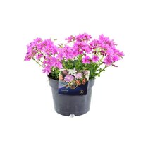 Lewisia cotyledon Pot 13cm.