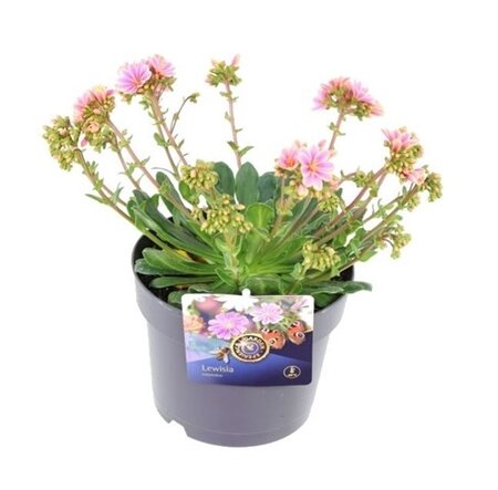 Lewisia cotyledon Pot 17cm.