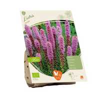 Liatris bio paars 5st