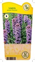 Liatris spicata 'Floristan Violett'