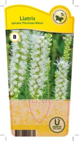 Liatris spicata 'Floristan Weiss'