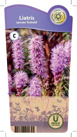 Liatris spicata 'Kobold'