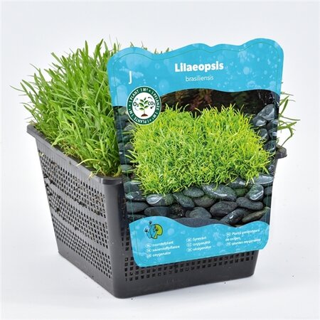 Lilaeopsis brasiliensis