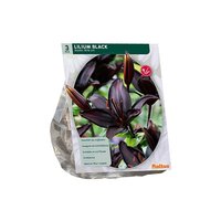 Lilium black 3st