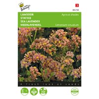 Limonium apricot shades 0.2g