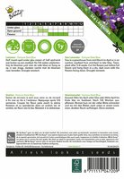 Limonium fortune dark blue 0.2g - afbeelding 2