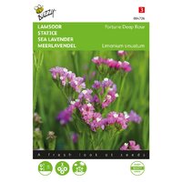 Limonium fortune deep rose 0.2g