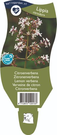 Lippia 'Citriodora'