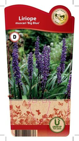Liriope muscari 'Big Blue'