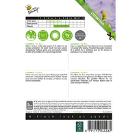 Lisianthus mini sky blue 20zdn - afbeelding 2