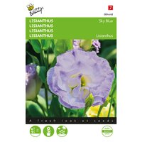 Lisianthus mini sky blue 20zdn