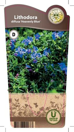 Lithodora dif. 'Heavenly Blue'