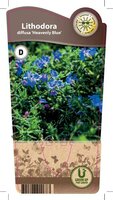 Lithodora dif. 'Heavenly Blue'